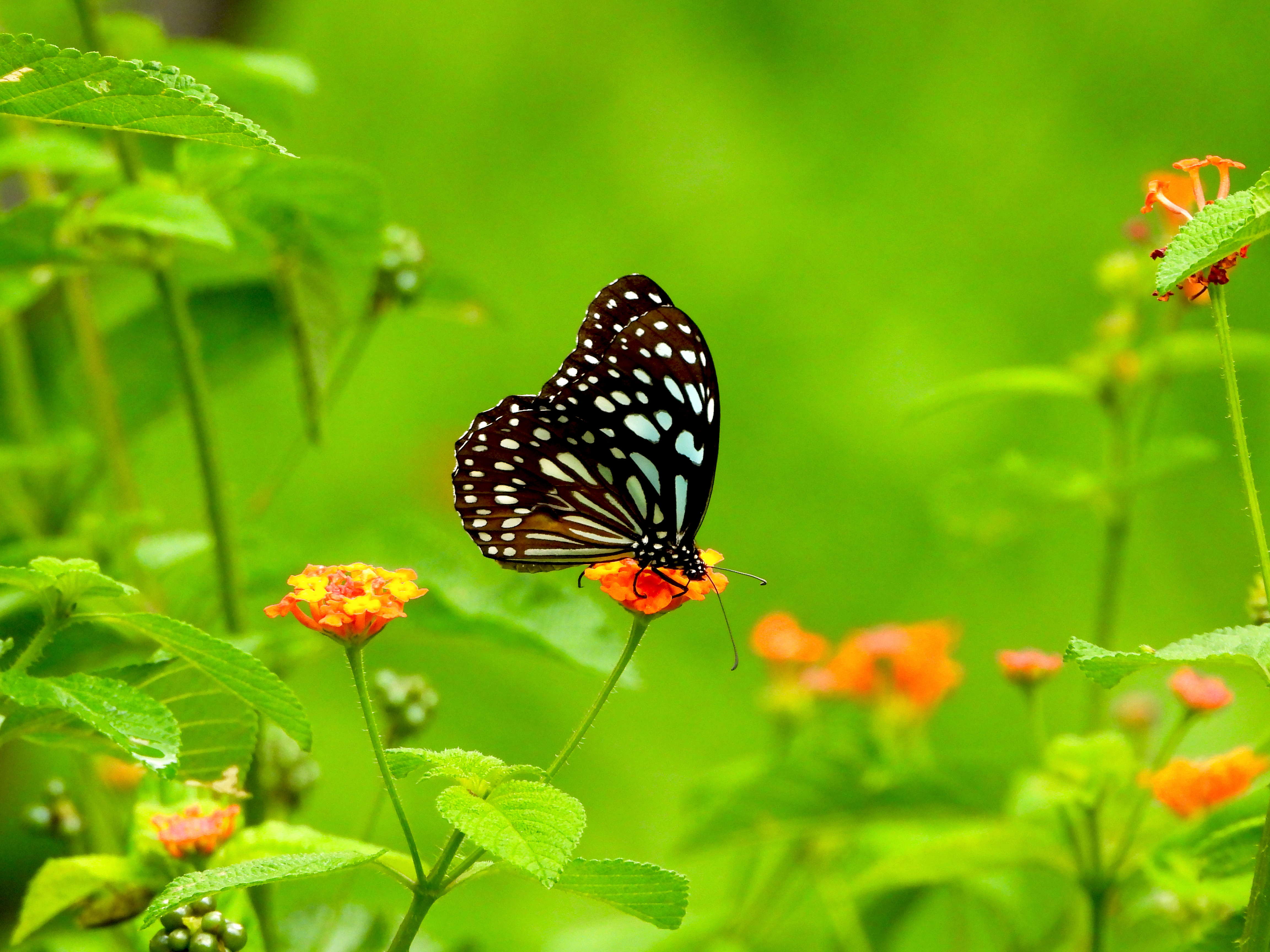 6月生物曆 蝴蝶 蜻蛉 鳥飛翔的科學園區